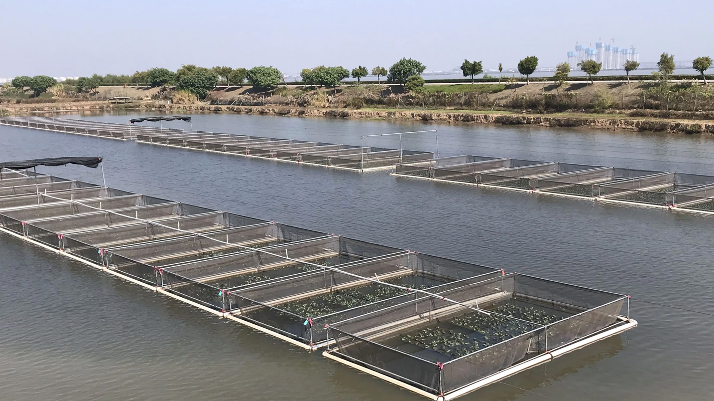 Bumuo ng katangian na aquaculture at matagumpay na ipakilala ang channel catfish sa chongming
