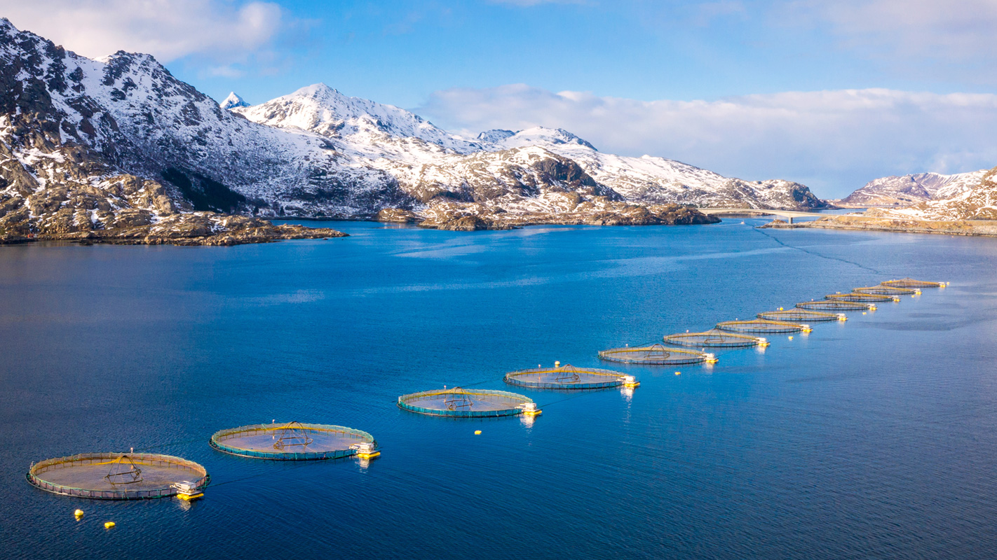 Upang malutas ang mga puntos ng sakit ng aquaculture, ang RAS na nagpapalipat -lipat ng teknolohiya ng tubig ay nanguna sa direksyon ng pag -unlad ng hinaharap ng aquaculture